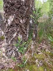 Salix myrtilloides