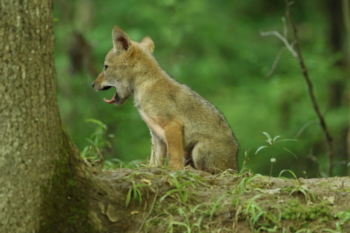 Coyote photographed in Tennessee