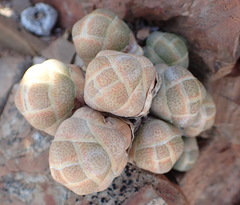 Crassula barklyi