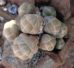 Crassula barklyi