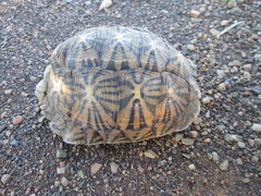 Psammobates tentorius verroxii