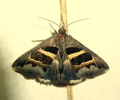 Grammodes exclusiva