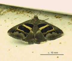 Grammodes exclusiva