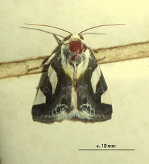 Acontia trimaculata