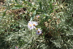 Erigeron utahensis