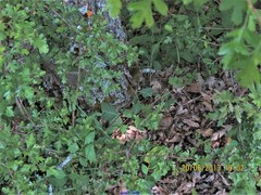 Aristolochia paucinervis