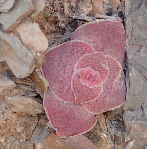 Crassula pseudhemisphaerica