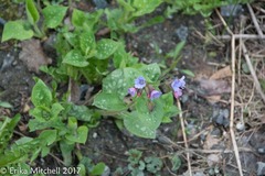 Pulmonaria saccharata