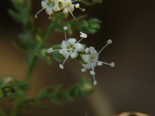 Representative image of Cressa cretica