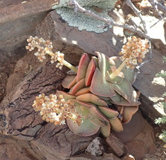 Crassula montana