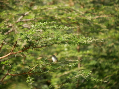 Cisticola chiniana