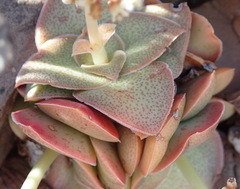 Crassula montana