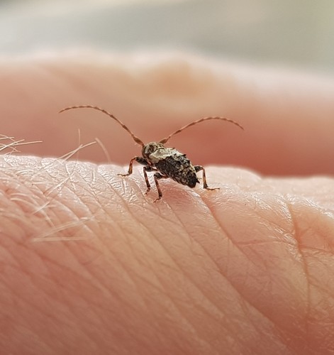 lesser thorn-tipped longhorn beetle, Oud Zuilen, photo 6 of 10
