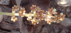 Crassula montana