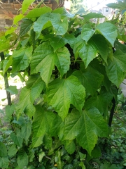 Magnoliopsida