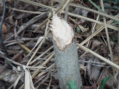 Castor canadensis mexicanus