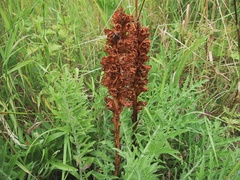 Orobanche elatior