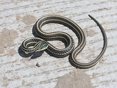 Thamnophis proximus orarius