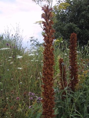 Orobanche elatior