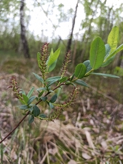 Salix myrtilloides