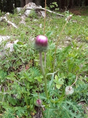 Carduus defloratus