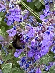 Xylocopa tabaniformis androleuca
