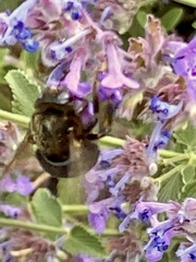 Xylocopa tabaniformis androleuca