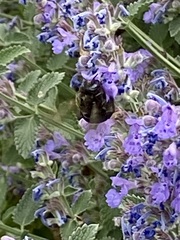 Xylocopa tabaniformis androleuca