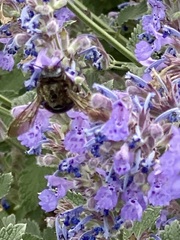 Xylocopa tabaniformis androleuca