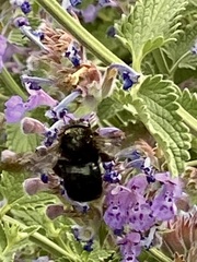 Xylocopa tabaniformis androleuca