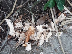 Castor canadensis mexicanus