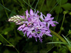 Dactylorhiza saccifera