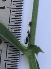 Uroleucon jaceae