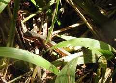 Trachylepis megalura