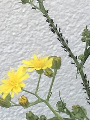 Uroleucon jaceae