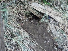 Castor canadensis mexicanus