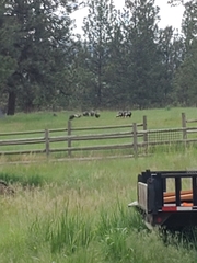 Meleagris gallopavo merriami