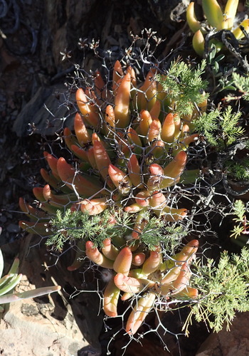 Image of Thorny Butterbush (Tylecodon reticulatus) by (c) Nicola van Berkel, some rights reserved (CC BY-SA)