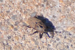 Sphenophorus coesifrons