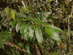 Toxicodendron striatum