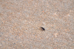 Sphenophorus coesifrons
