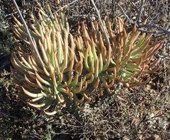 Tylecodon wallichii wallichii