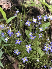 Houstonia serpyllifolia