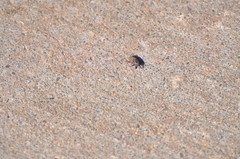 Sphenophorus coesifrons