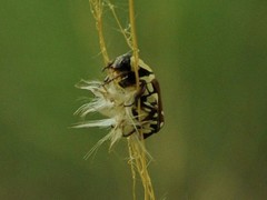 Clinteria klugi rufipennis