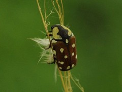 Clinteria klugi rufipennis