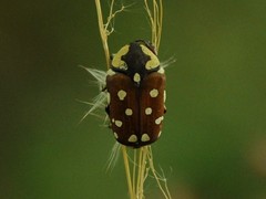 Clinteria klugi rufipennis