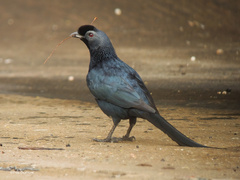 Onychognathus salvadorii
