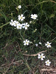 Cerastium arvense
