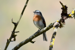 Ochthoeca rufipectoralis